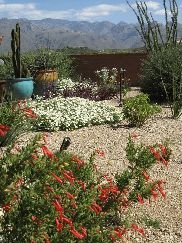 Desert Flower Border