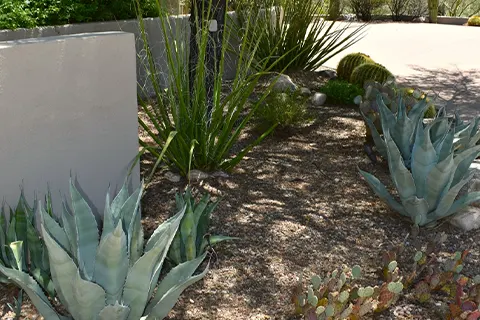 Desert garden with cactus and succulents near a home