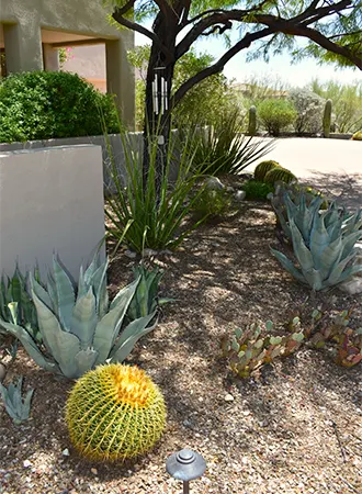 Clean desert landscape with cactus and gravel yard Clean desert landscape with cactus and gravel yard