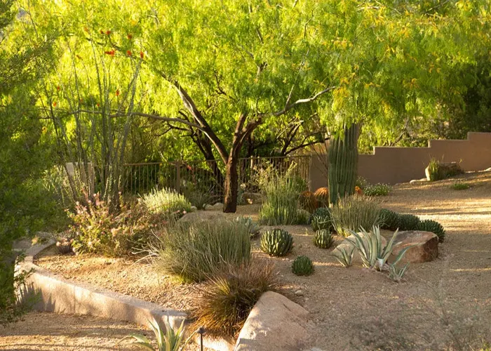 Well-maintained desert landscape with plants and trees Well-maintained desert landscape with plants and trees