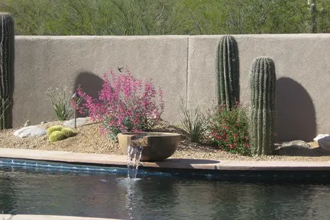 Desert landscape with cactus and poolside fountain