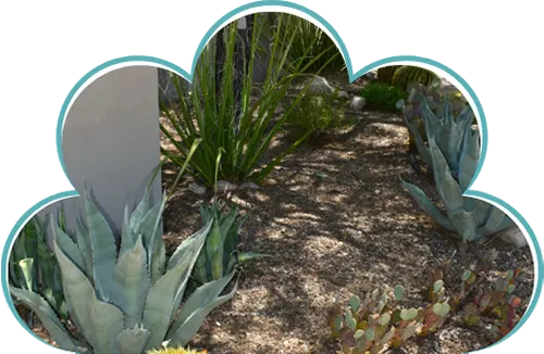 Desert garden with succulents and gravel pathway