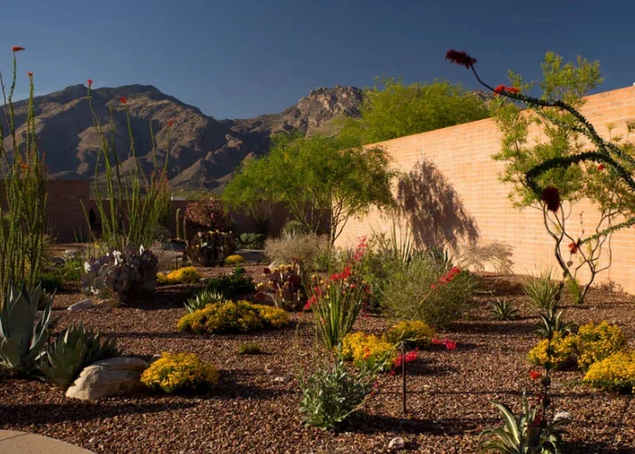 desert-landscape-tucson desert-landscape-tucson