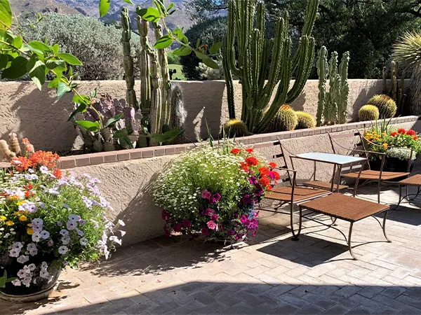 Desert patio garden