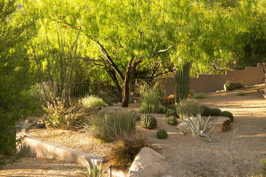 Desert Tree Landscape