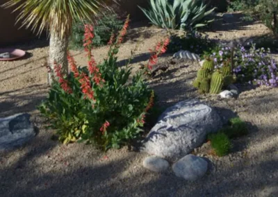 Red firecracker penstemon flowers in a desert garden with cacti and decorative rocks