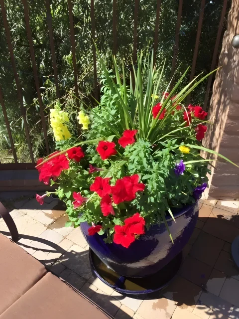 flowers-fertilizing flowers-fertilizing