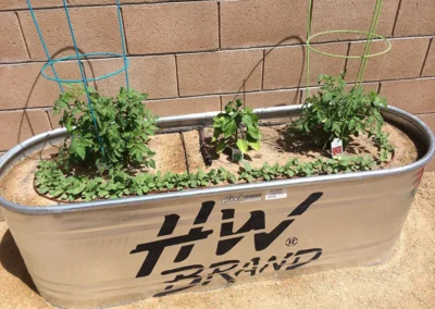 Tucson raised planter with herbs or vegetables