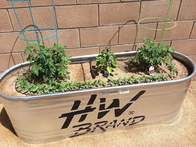 Raised metal vegetable garden bed with plants Tucson Arizona backyard Raised metal vegetable garden bed with plants Tucson Arizona backyard