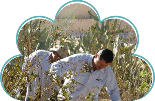 Workers pruning plants in desert landscape