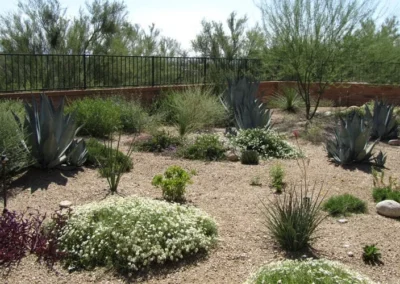 Low Maintenance Desert Yard Design