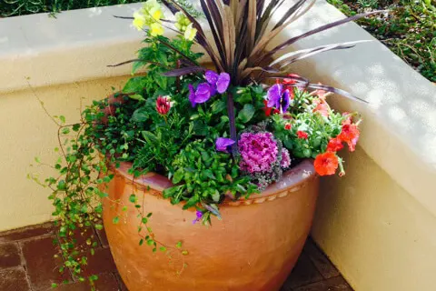 Colorful potted flowers in a terracotta pot