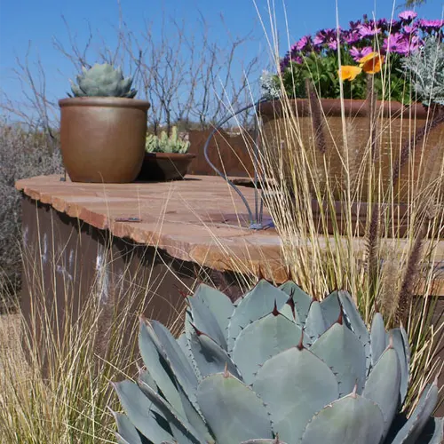 Succulent plants in decorative pots