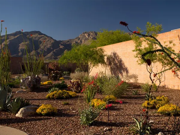 Clean Tucson desert landscape with plants and mountains