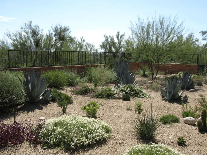 xeriscape-garden-bed