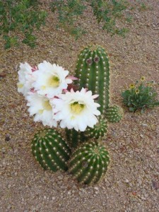 White Flowering Cactus