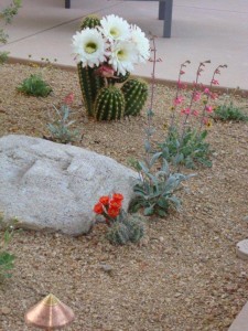 Orange Flowering Cactus