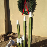 columnar cactus