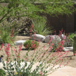 The Cole residence won 2nd place in 2011 for the Professional Landscape Category in the Arizona-Sonora Desert Museum Xeriscape contest.