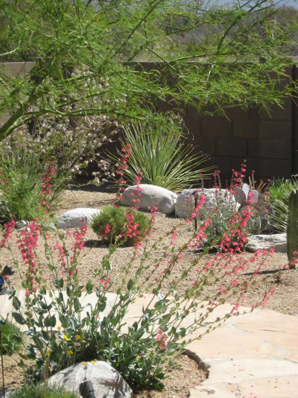 Landscape Design Tucson Az Sonoran, Landscape Design Tucson Arizona