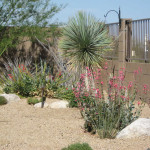 The Cole residence won 2nd place in 2011 for the Professional Landscape Category in the Arizona-Sonora Desert Museum Xeriscape contest.