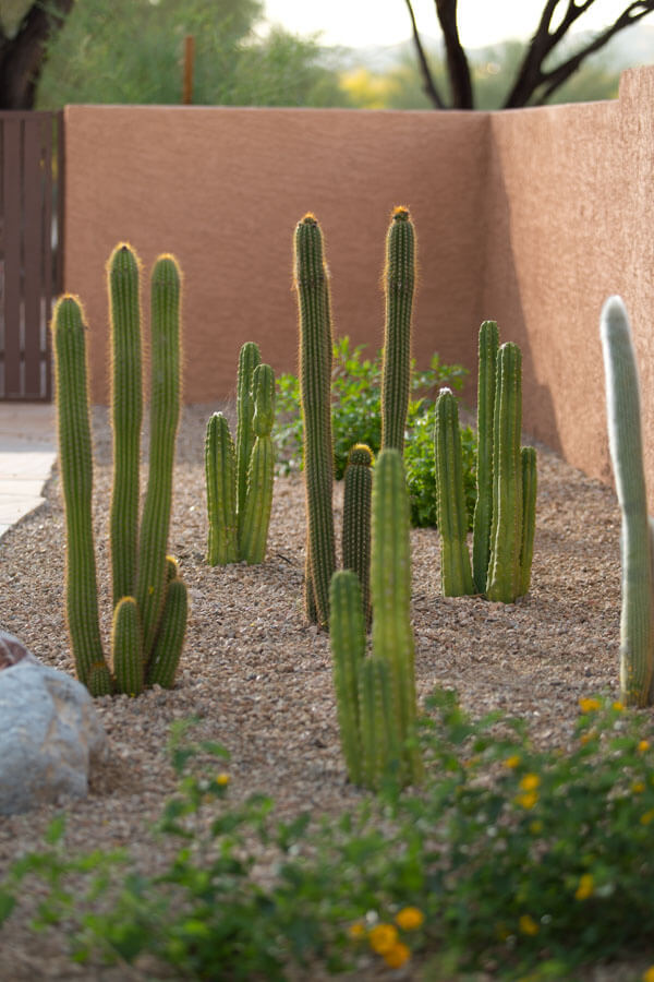 Landscape Maintenance Tucson, AZ | Sonoran Gardens Inc.