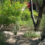 Sonoran Gardens' Custom Landscape Care