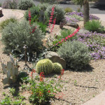 The Fosdick residence won 1st place in 2010 for the Professional Landscape Category in the Arizona-Sonora Desert Museum Xeriscape contest.