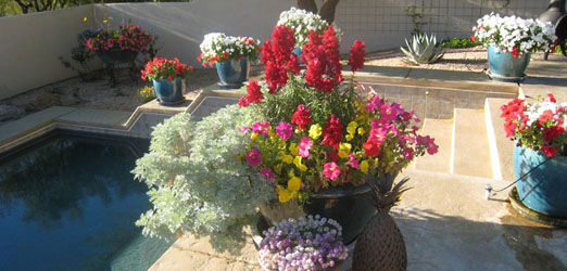 The Contained Gardener, a service of Sonoran Gardens Landscape & Design in Tucson, Arizona