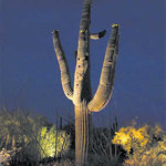 Saguaro cactus with up lighting