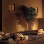 Up light on Yucca creates shadow on wall | 2005 ALCA Judges Award