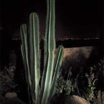 Cereus cactus with soft flood accent light