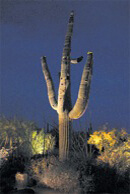 Sonoran Garden's Landscape Lighting Repair and Installation in Tucson, Arizona