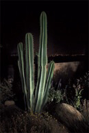 Sonoran Garden's Landscape Lighting Repair and Installation in Tucson, Arizona