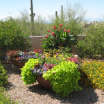 The Contained Gardener by Sonoran Gardens