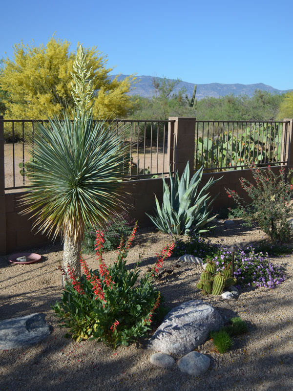 Landscaping Awards Tucson, AZ | Sonoran Gardens Inc.